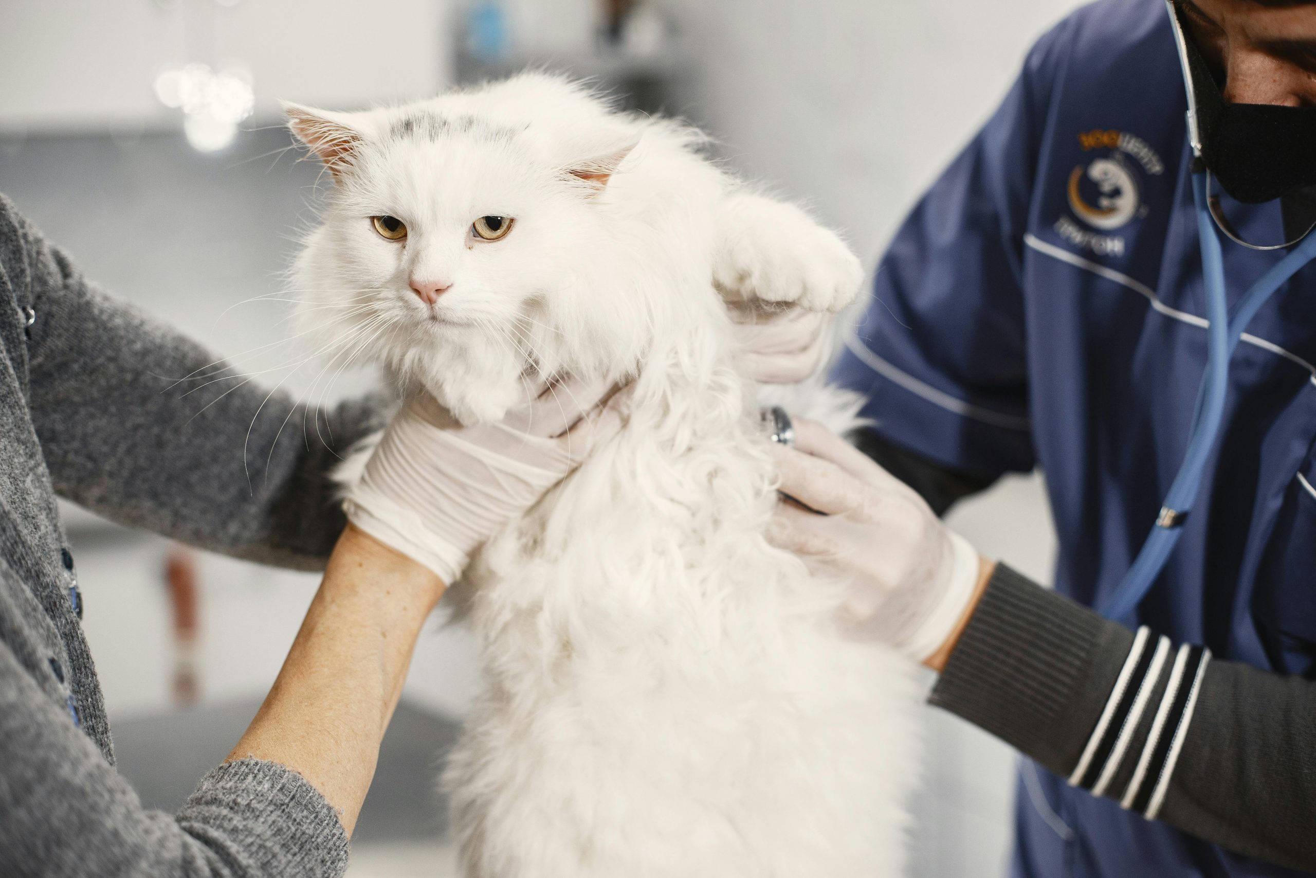 Gato en veterinario